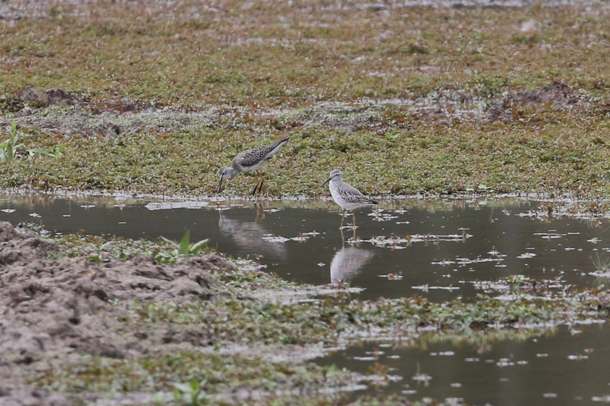 Stilt Sandpiper - Evan Pannkuk