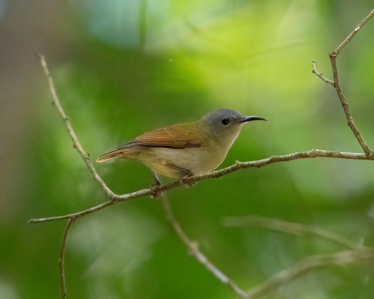 Temminck's Sunbird - Adriel Darian Kiandee