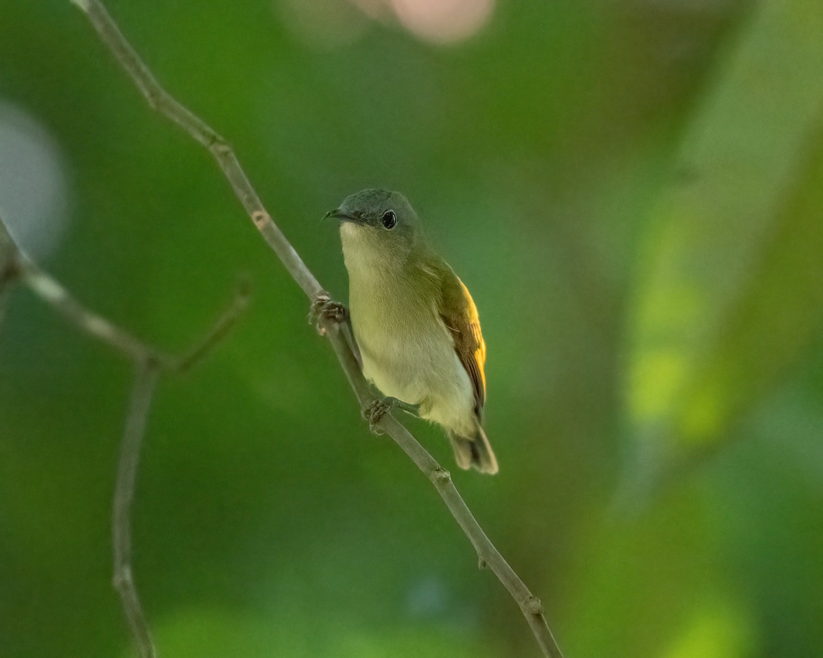 Temminck's Sunbird - ML624031603