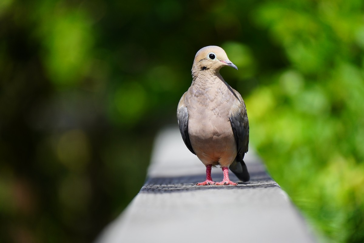 Mourning Dove - ML624031607