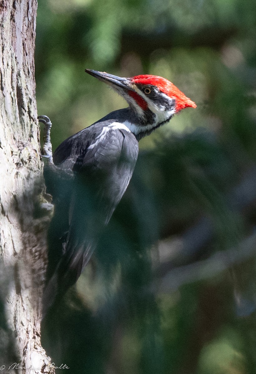 Pileated Woodpecker - ML624031609