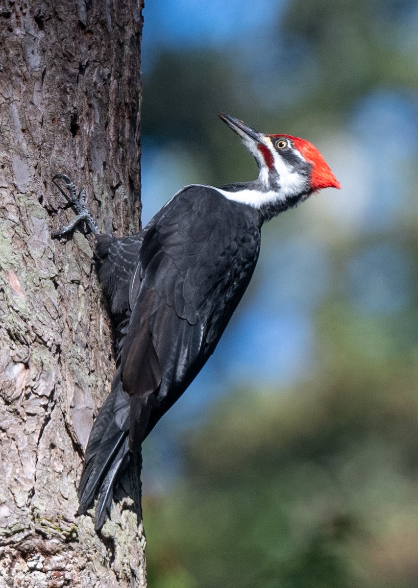 Pileated Woodpecker - ML624031610