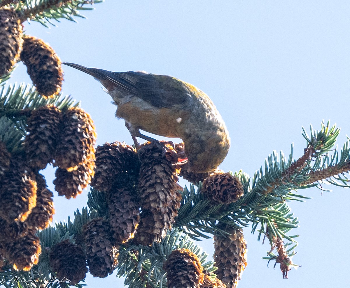 Red Crossbill - Michael Bolte