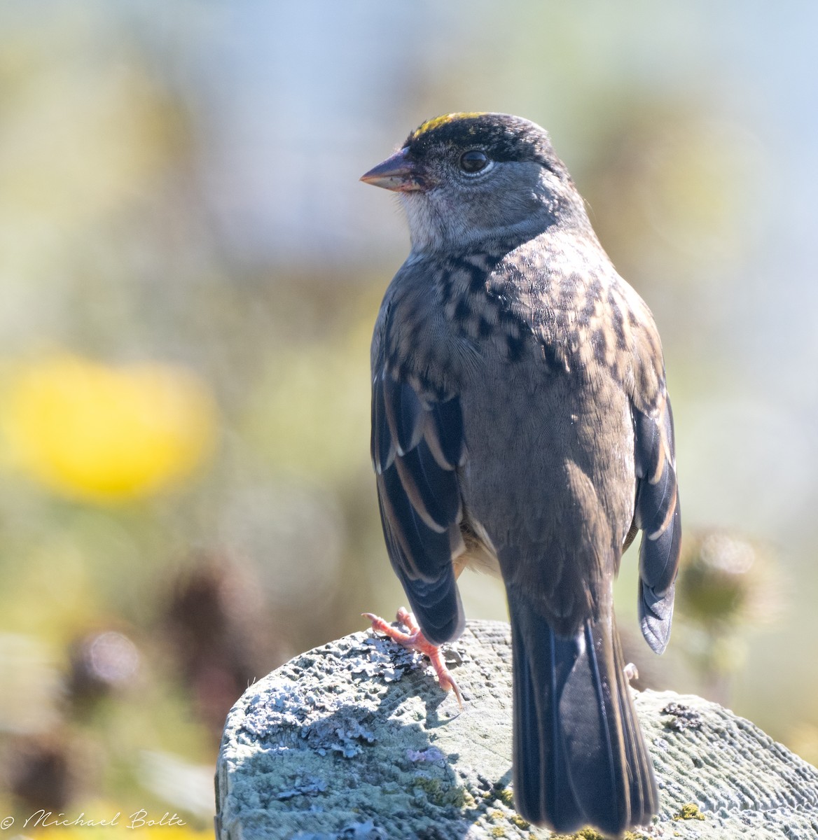 Golden-crowned Sparrow - Michael Bolte