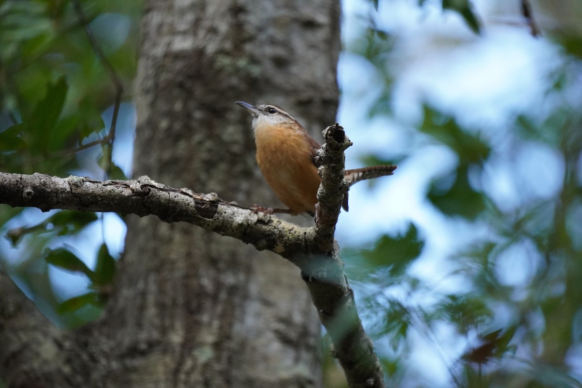 Carolina Wren - ML624031633