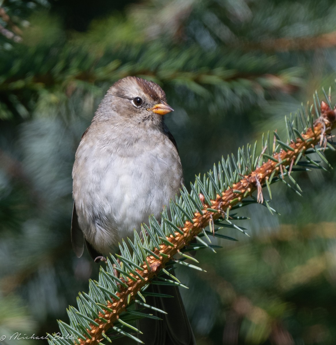 White-crowned Sparrow - ML624031634