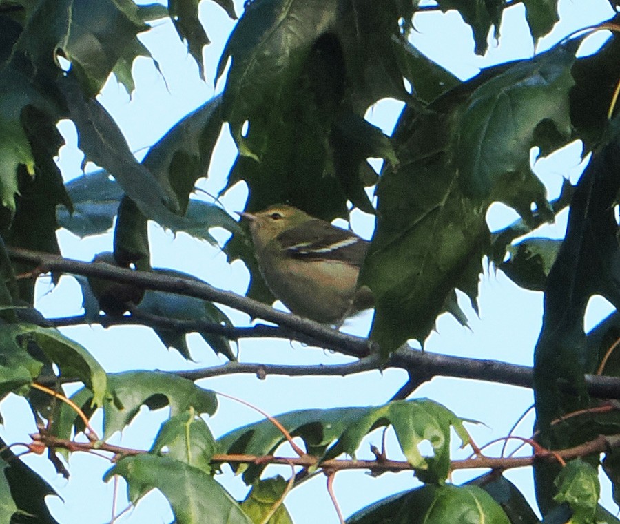 Bay-breasted Warbler - ML624031637