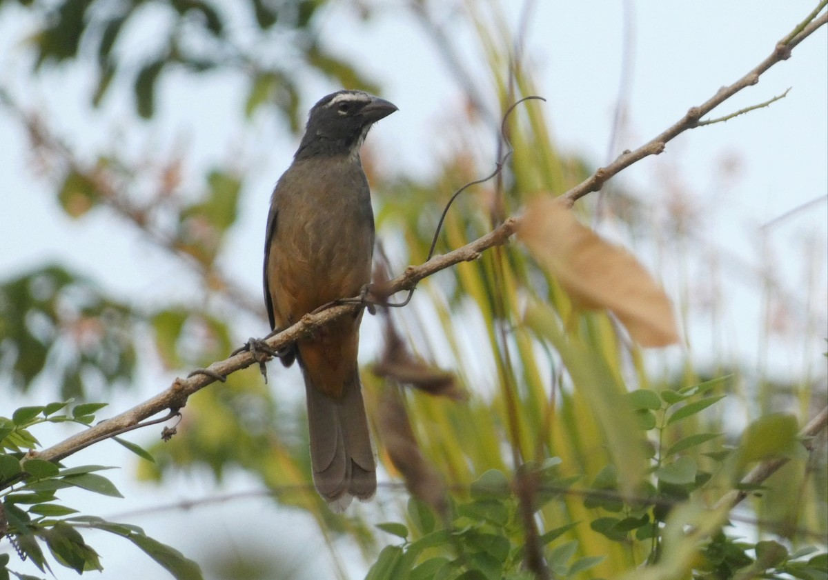 Cinnamon-bellied Saltator - ML624031640