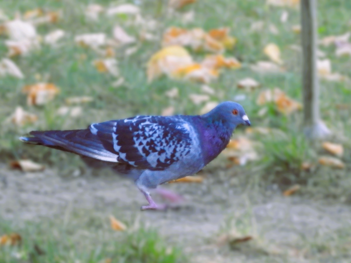 Rock Pigeon (Feral Pigeon) - ML624031679