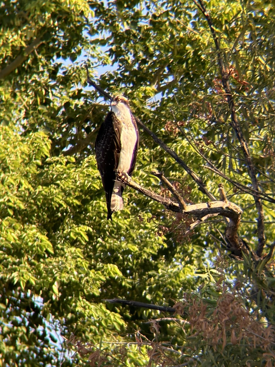 Osprey - ML624031683