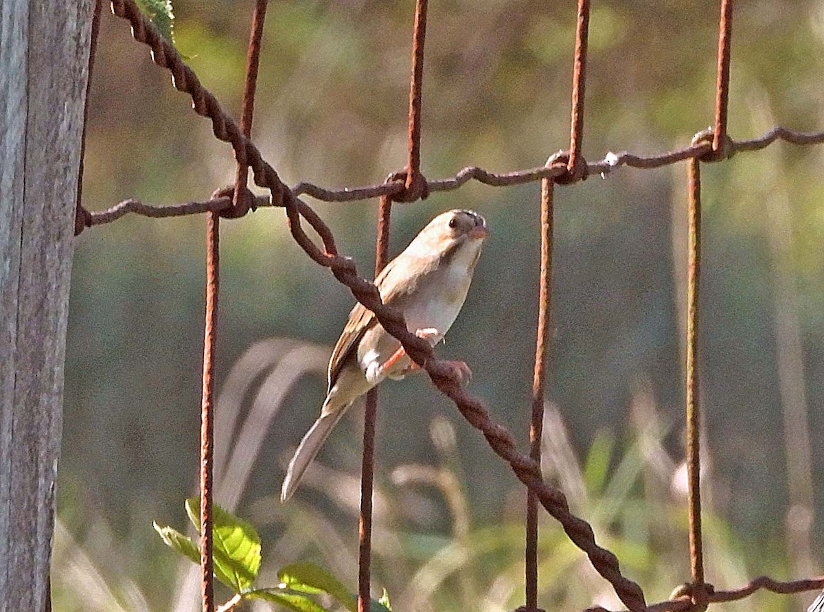 Chingolo Pálido - ML624031723