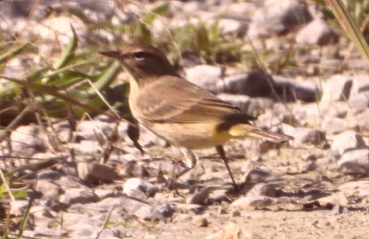 Palm Warbler - Doug Pfeiffer