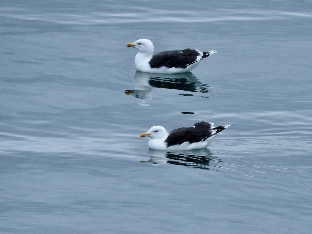 Great Black-backed Gull - ML624031759