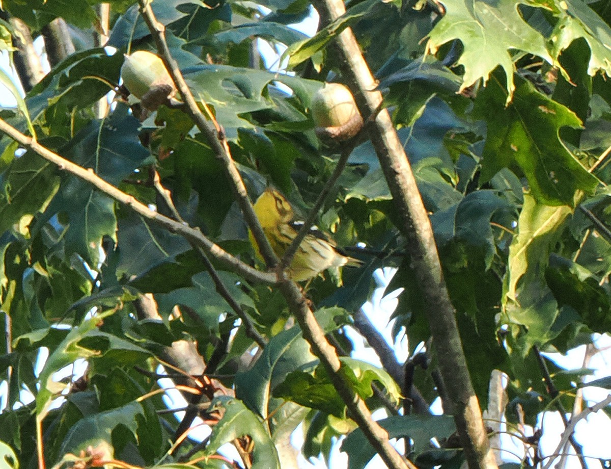 Blackburnian Warbler - ML624031764