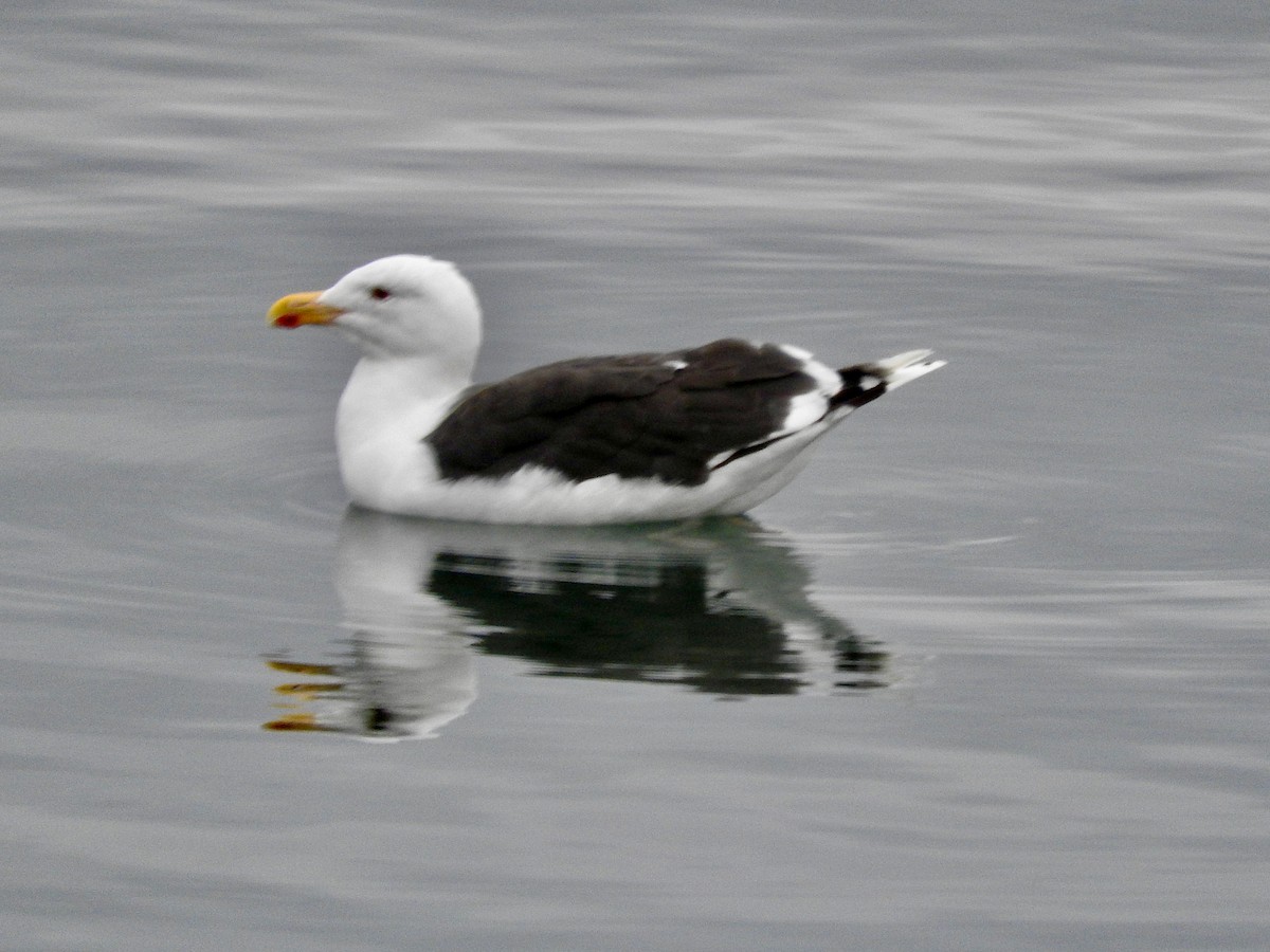 Great Black-backed Gull - ML624031777