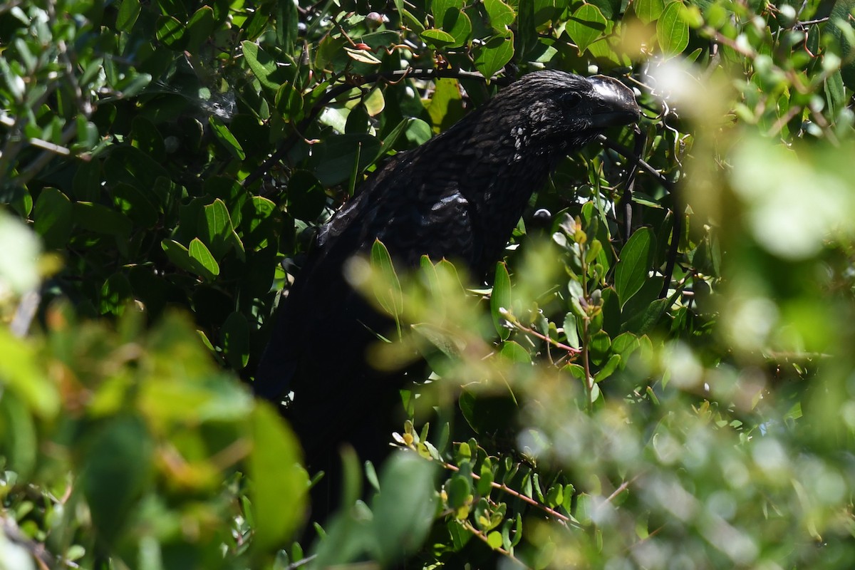 Smooth-billed Ani - ML624031791