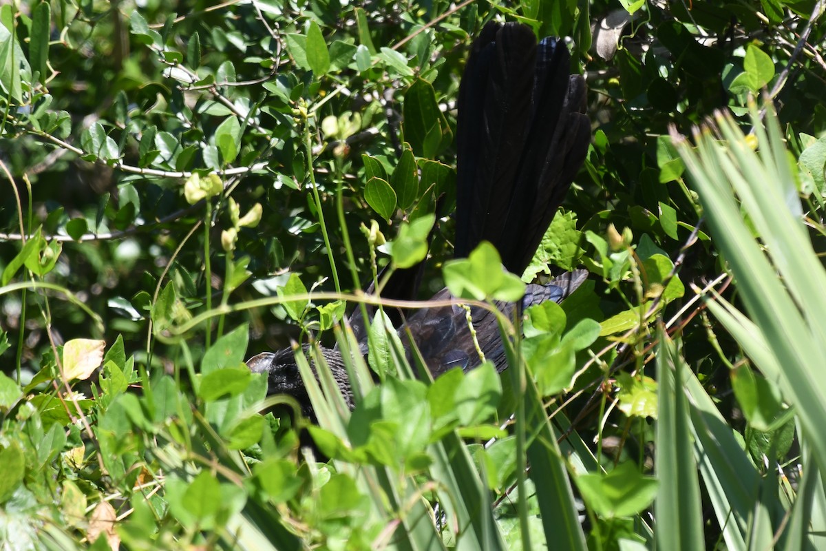 Smooth-billed Ani - ML624031793