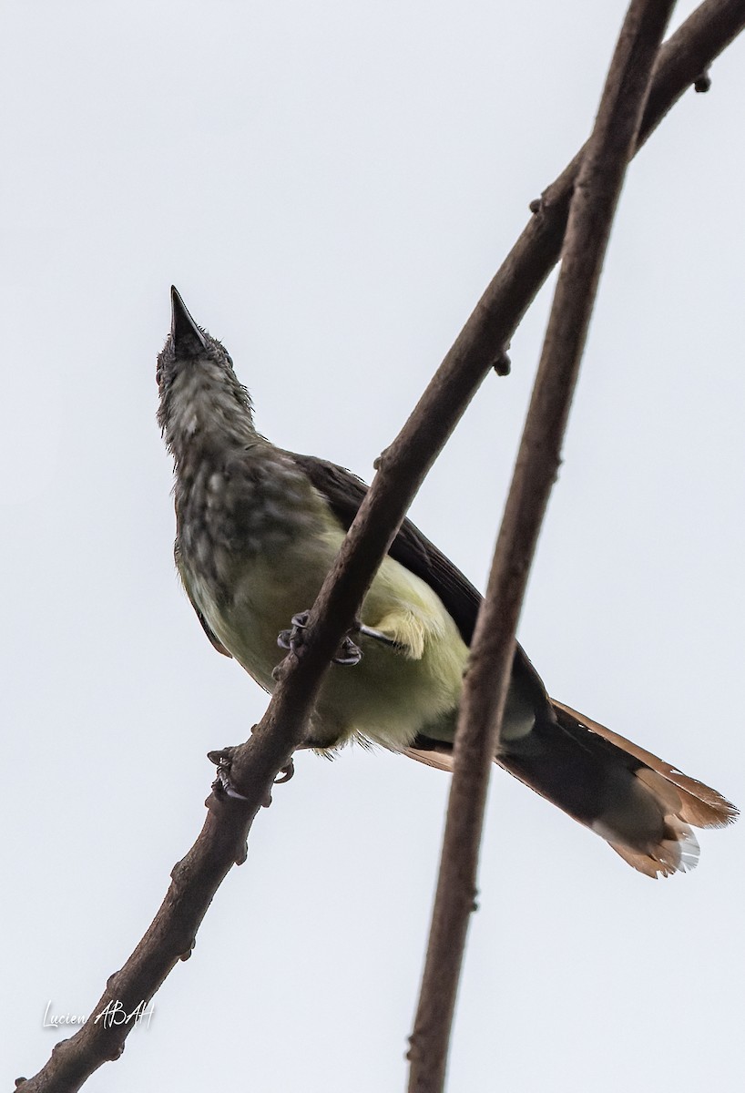 Swamp Greenbul - ML624031801