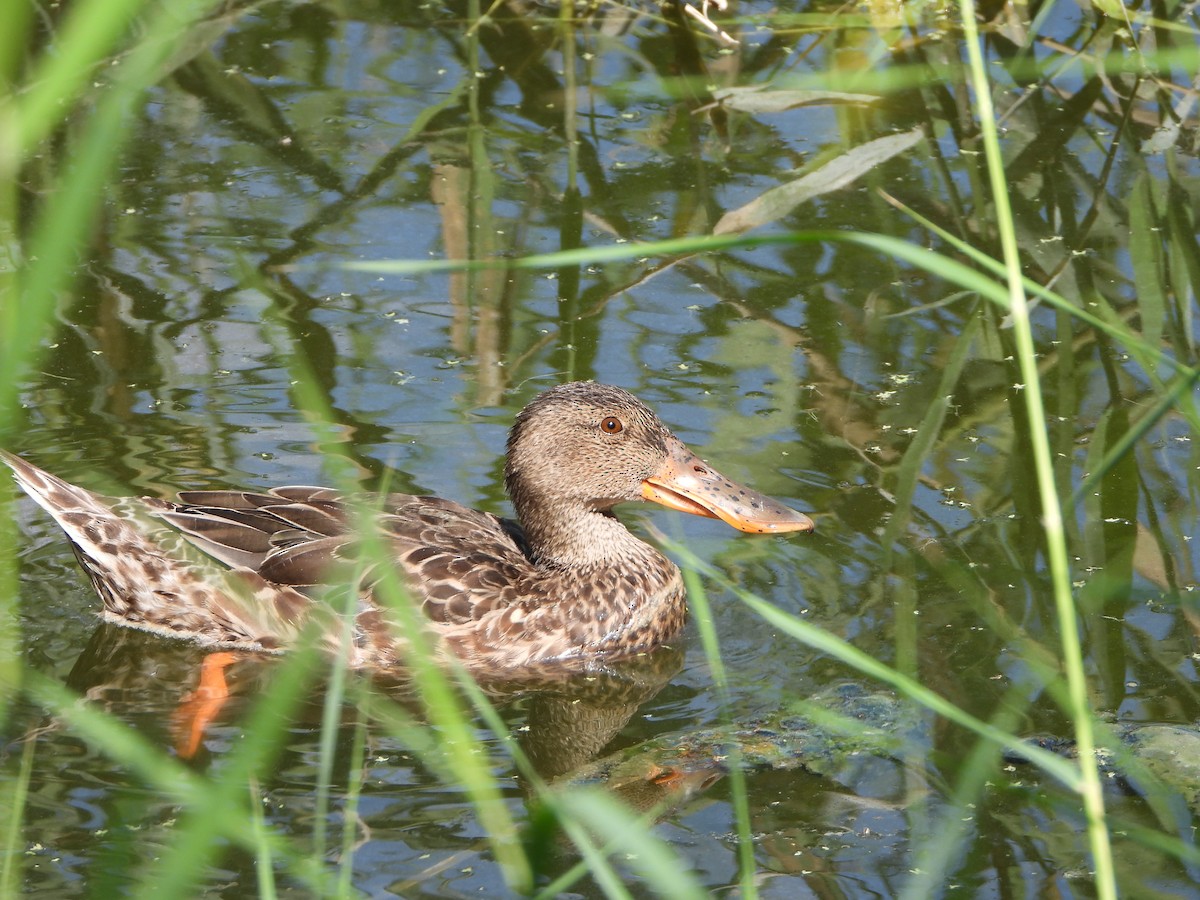 Northern Shoveler - ML624031808