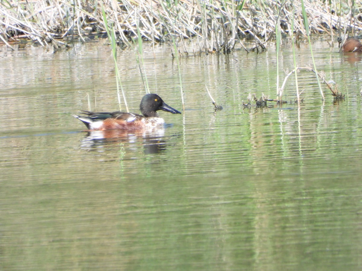 Northern Shoveler - ML624031813