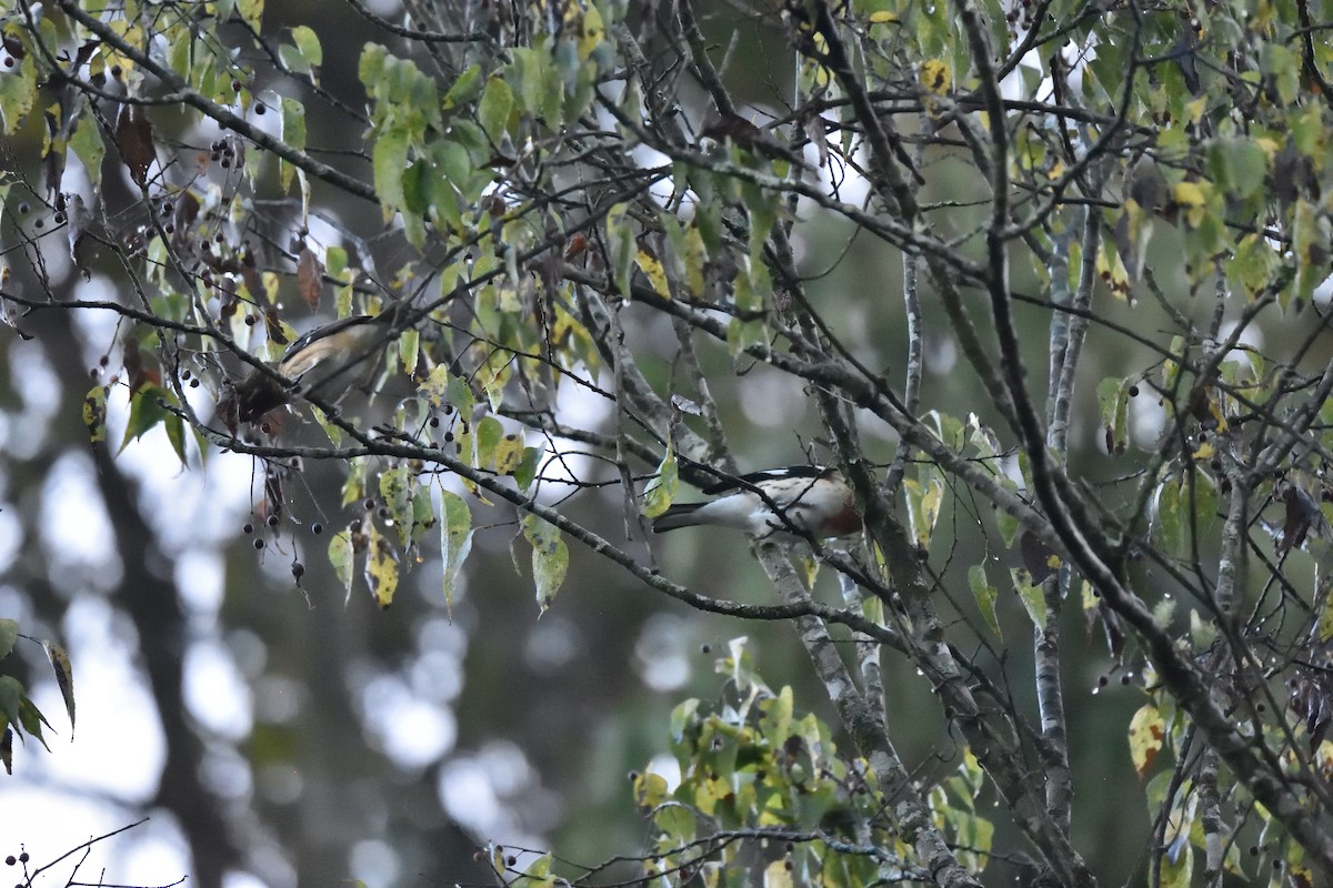 Rose-breasted Grosbeak - ML624031829