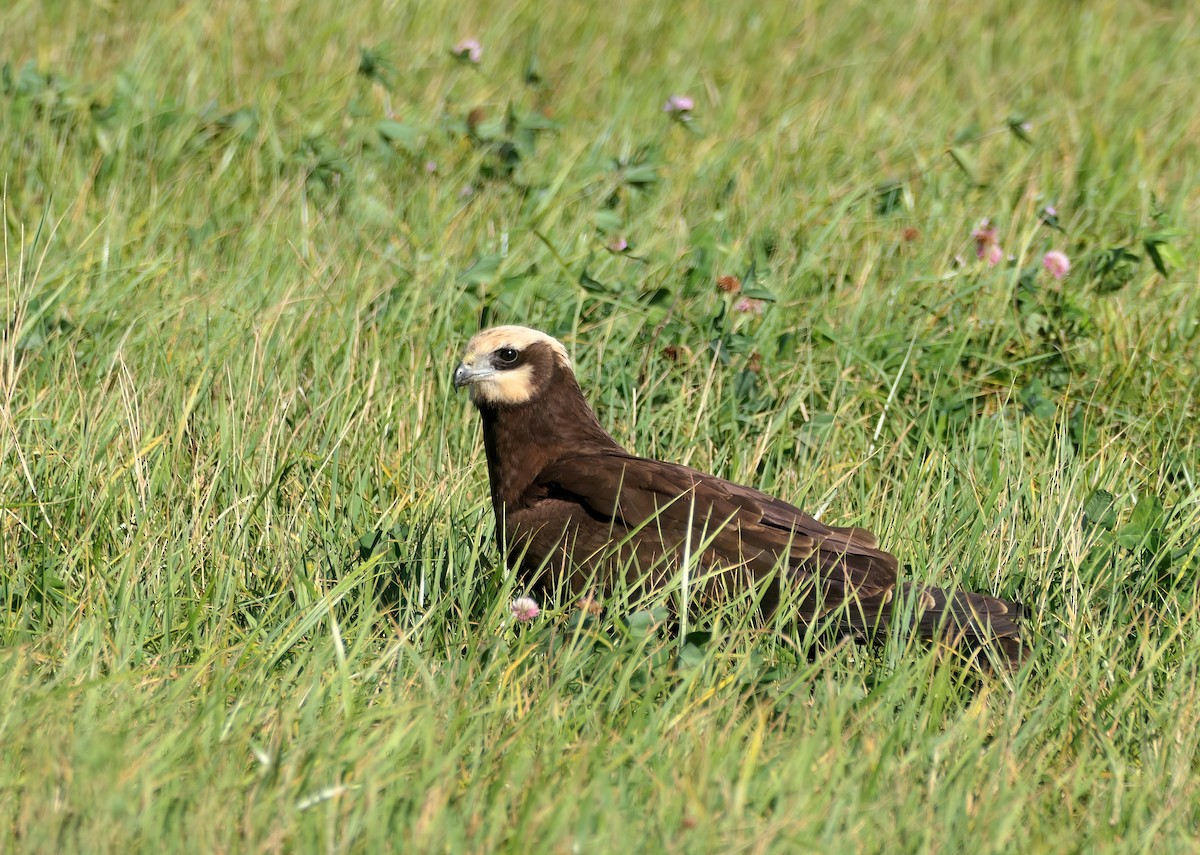 Western Marsh Harrier - ML624031830