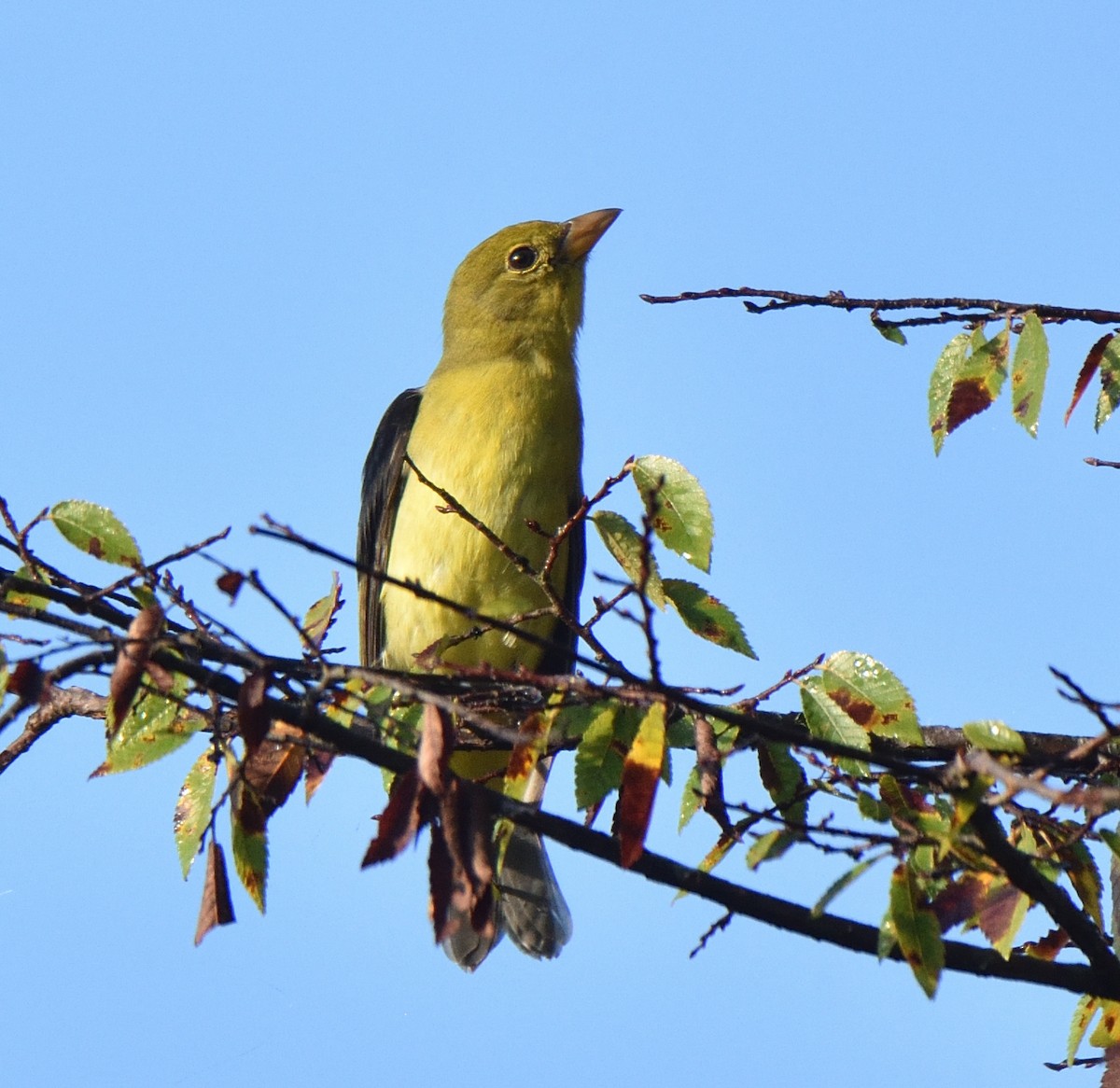 Scarlet Tanager - ML624031833