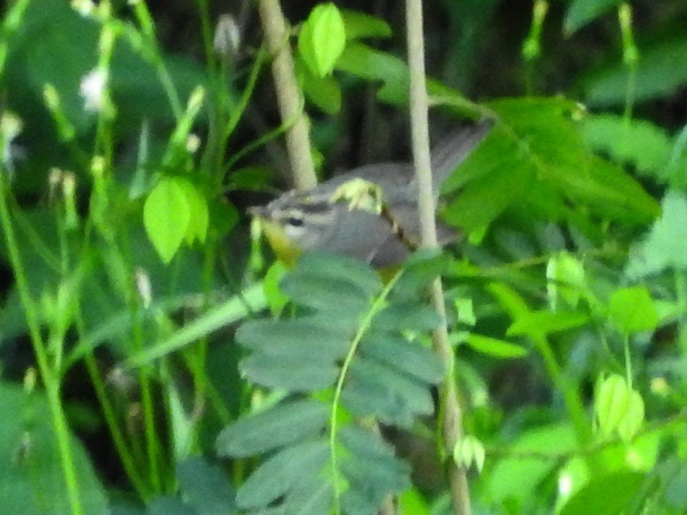 Golden-crowned Warbler - ML624031842