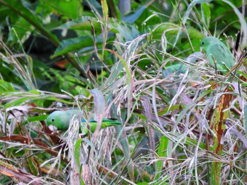 Green-rumped Parrotlet - Fernando Nunes