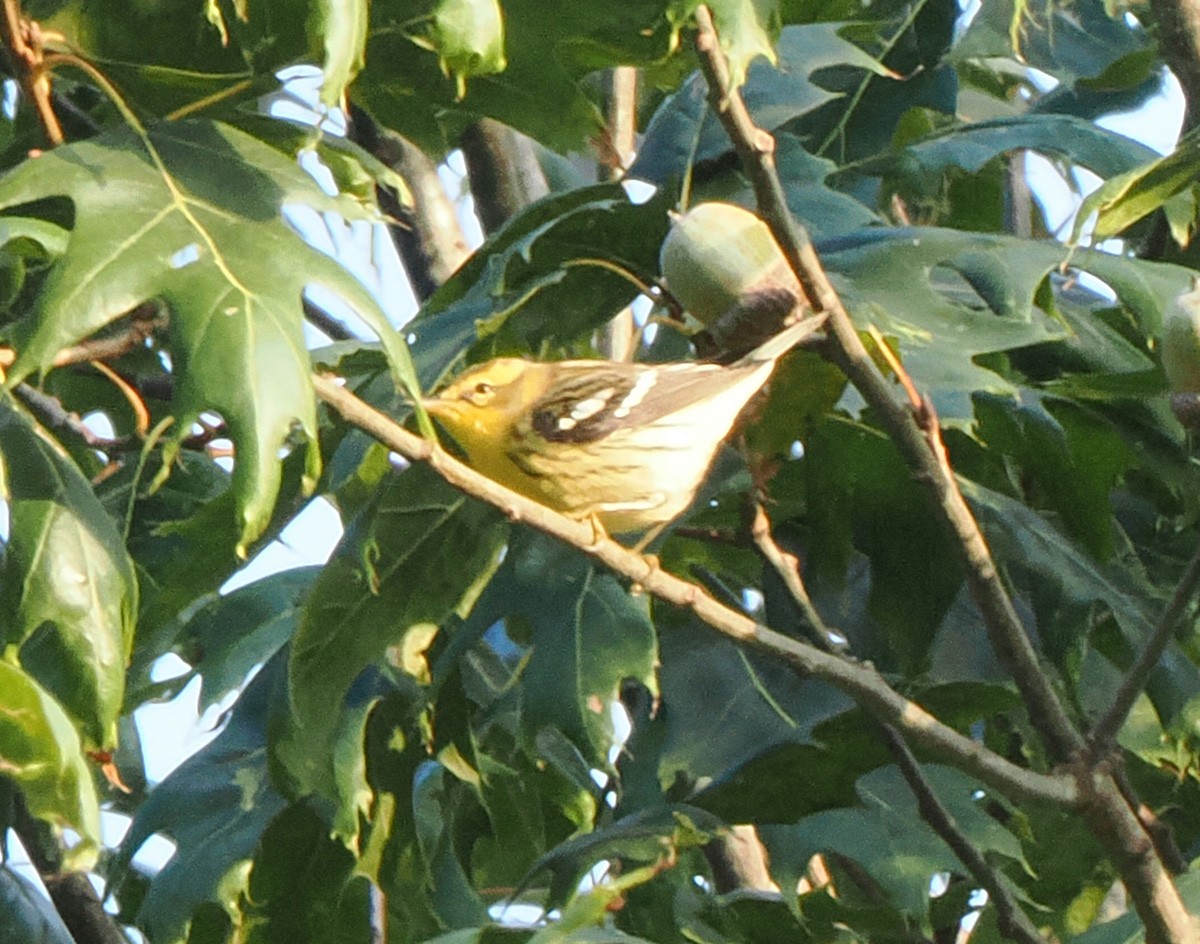 Blackburnian Warbler - ML624031860