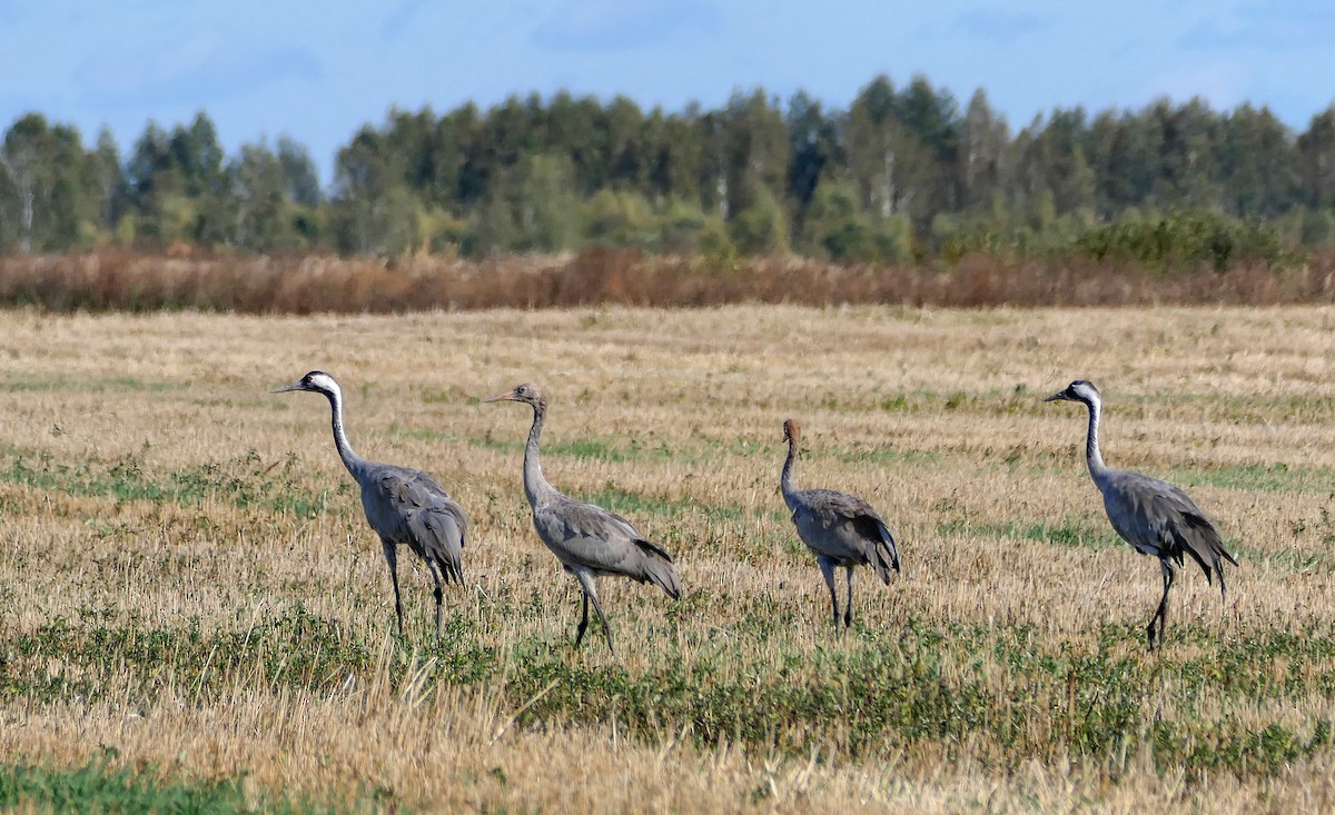 Common Crane - ML624031864