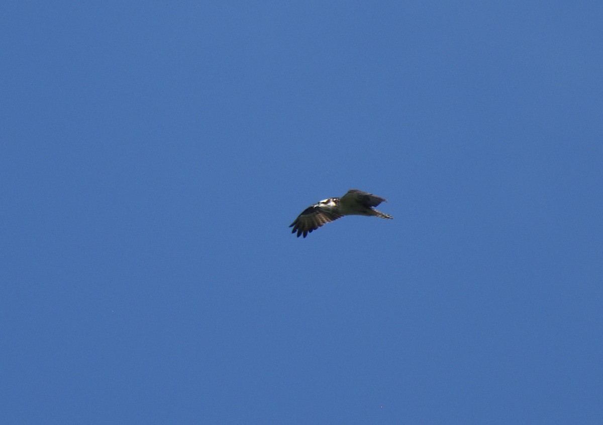 Osprey - ML624031897