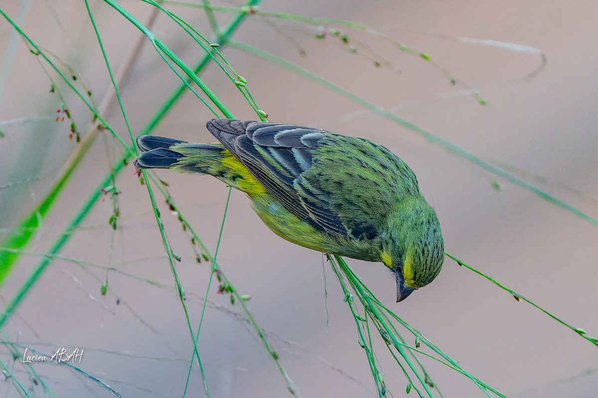 Serin du Mozambique - ML624031955