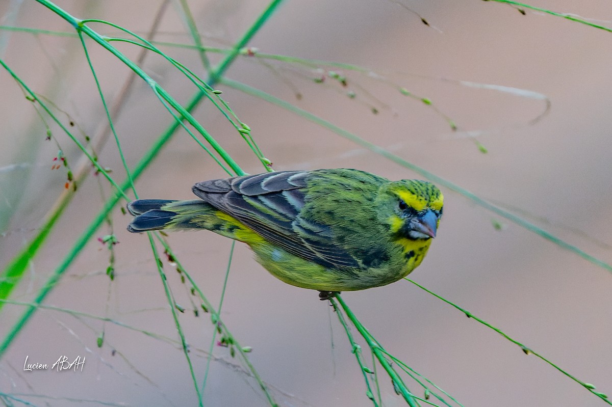 Yellow-fronted Canary - ML624031956