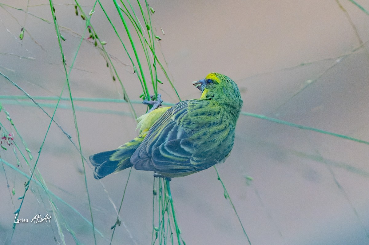 Yellow-fronted Canary - ML624031957