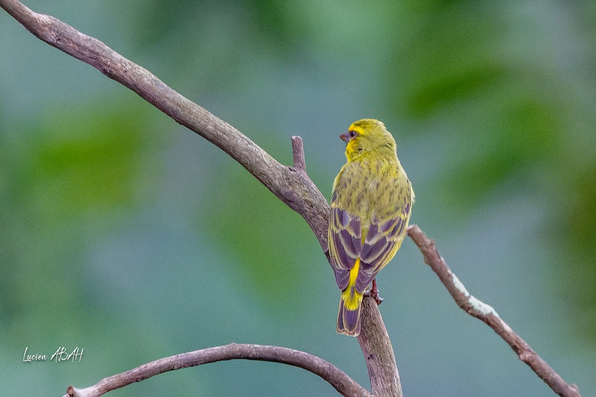 Yellow-fronted Canary - ML624031958