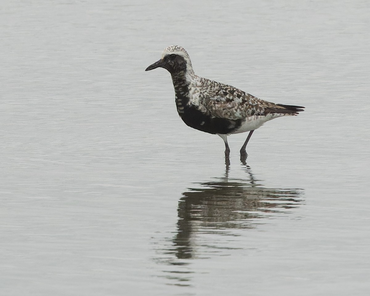 Black-bellied Plover - ML624031969