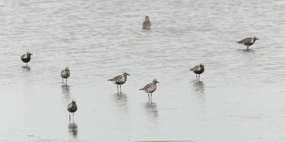 Black-bellied Plover - ML624031970