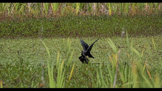 Bare-faced Ibis - ML624031973