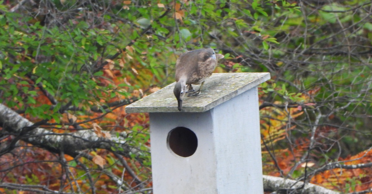 Wood Duck - Benoît Turgeon