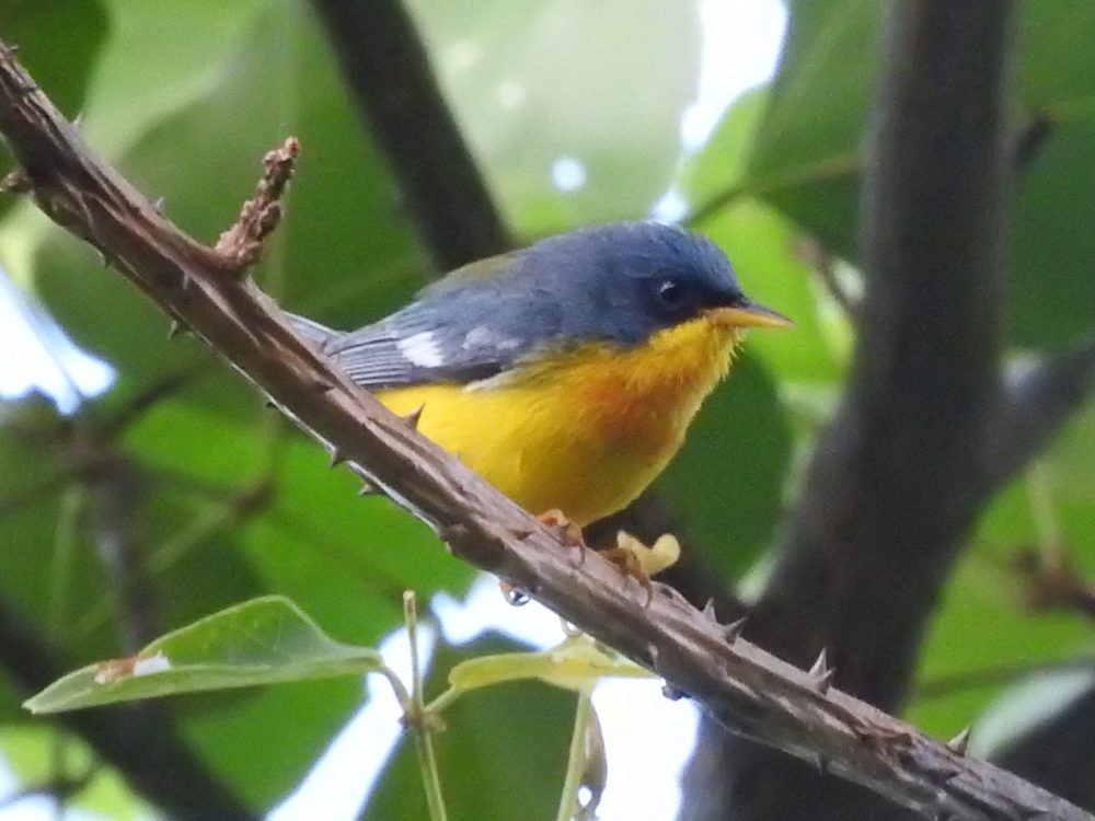 Tropical Parula - Fernando Nunes