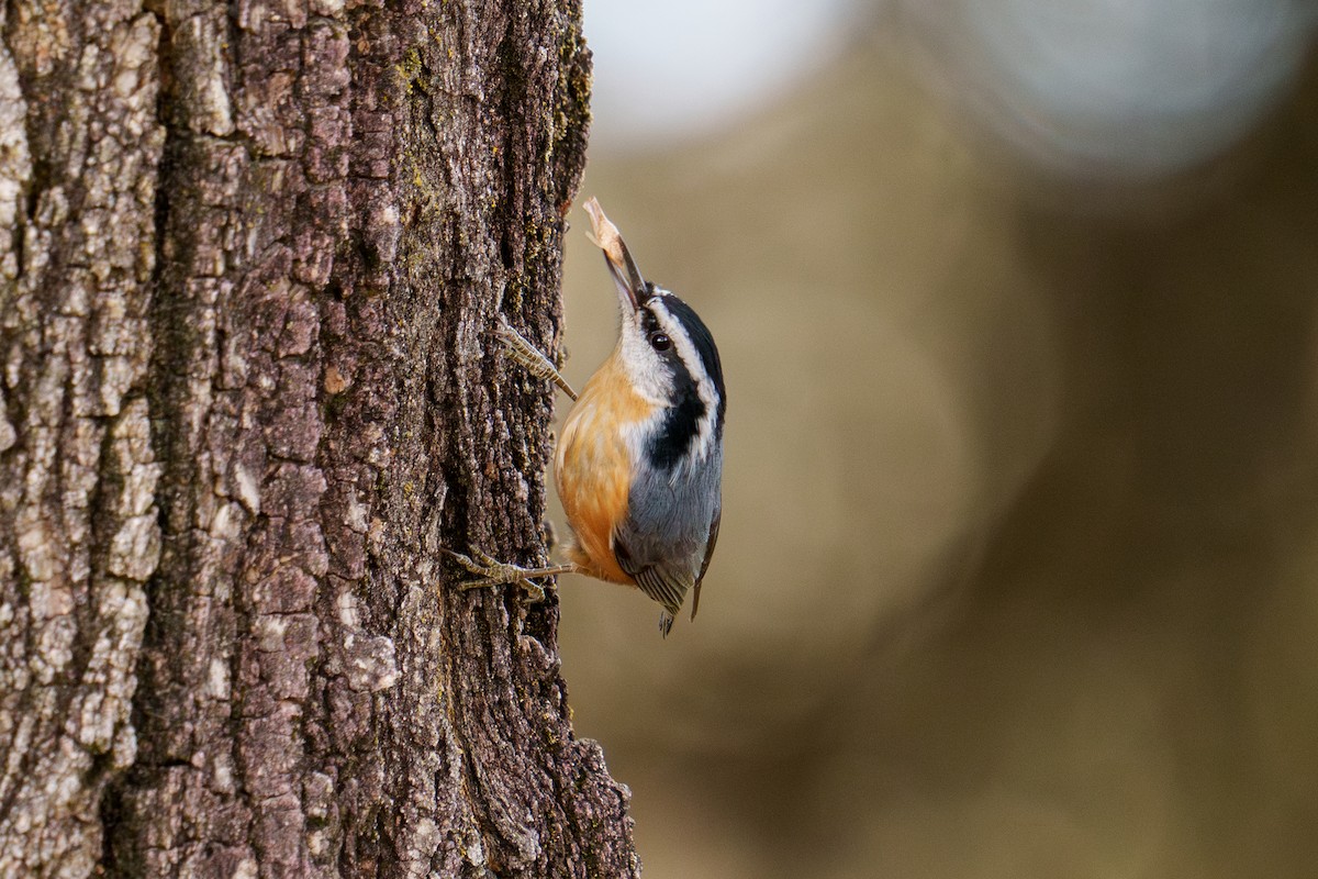 Red-breasted Nuthatch - ML624031995