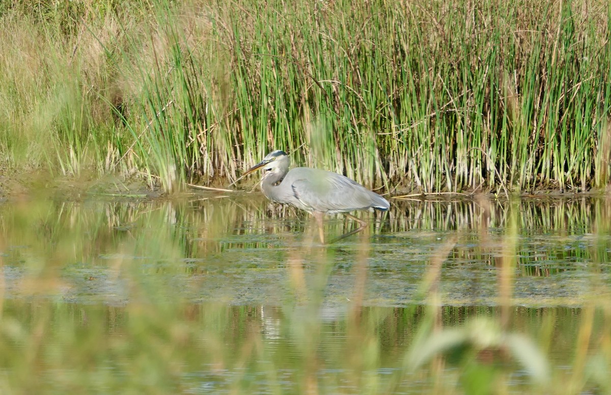 Great Blue Heron - ML624032000