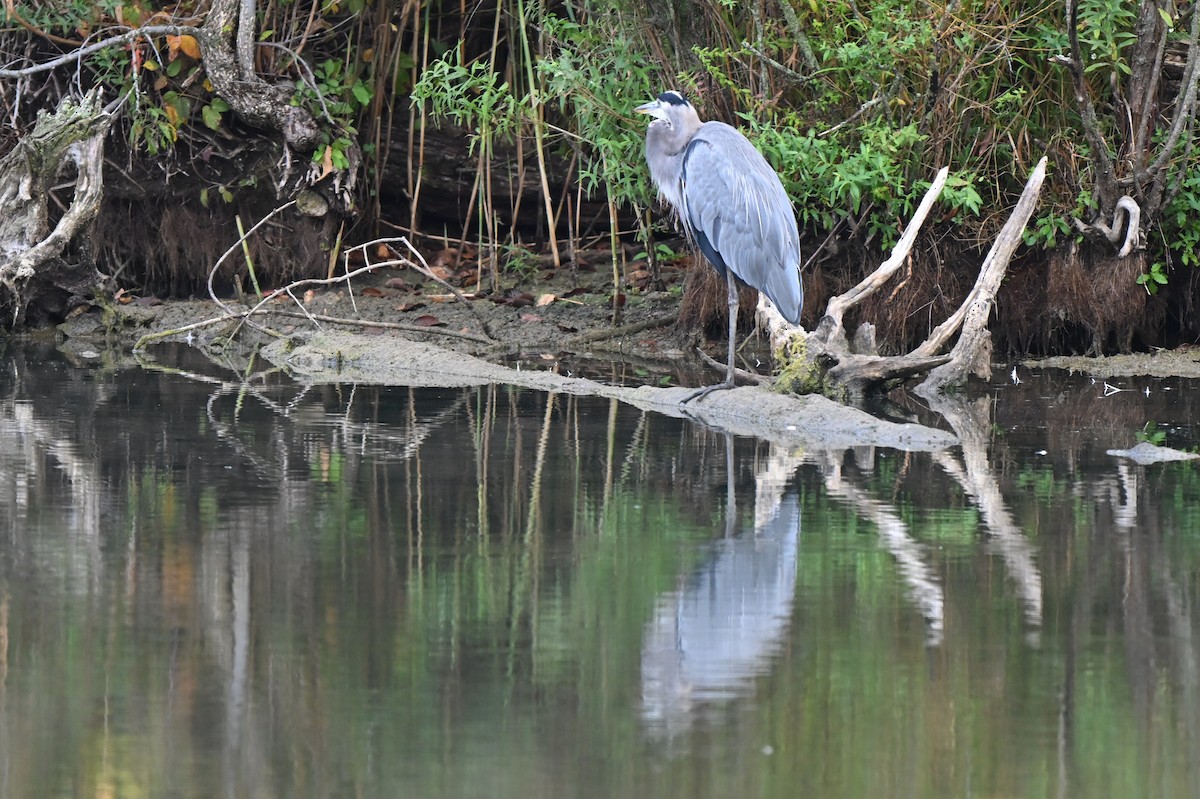 Great Blue Heron - Fred Zimmerman