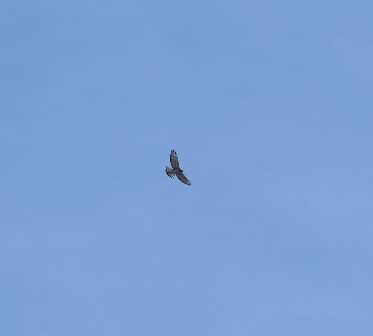 Broad-winged Hawk - ML624032016