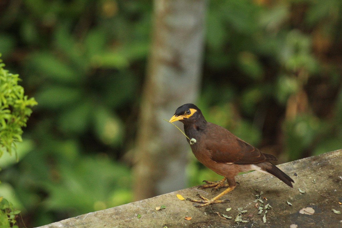 Common Myna - ML624032026