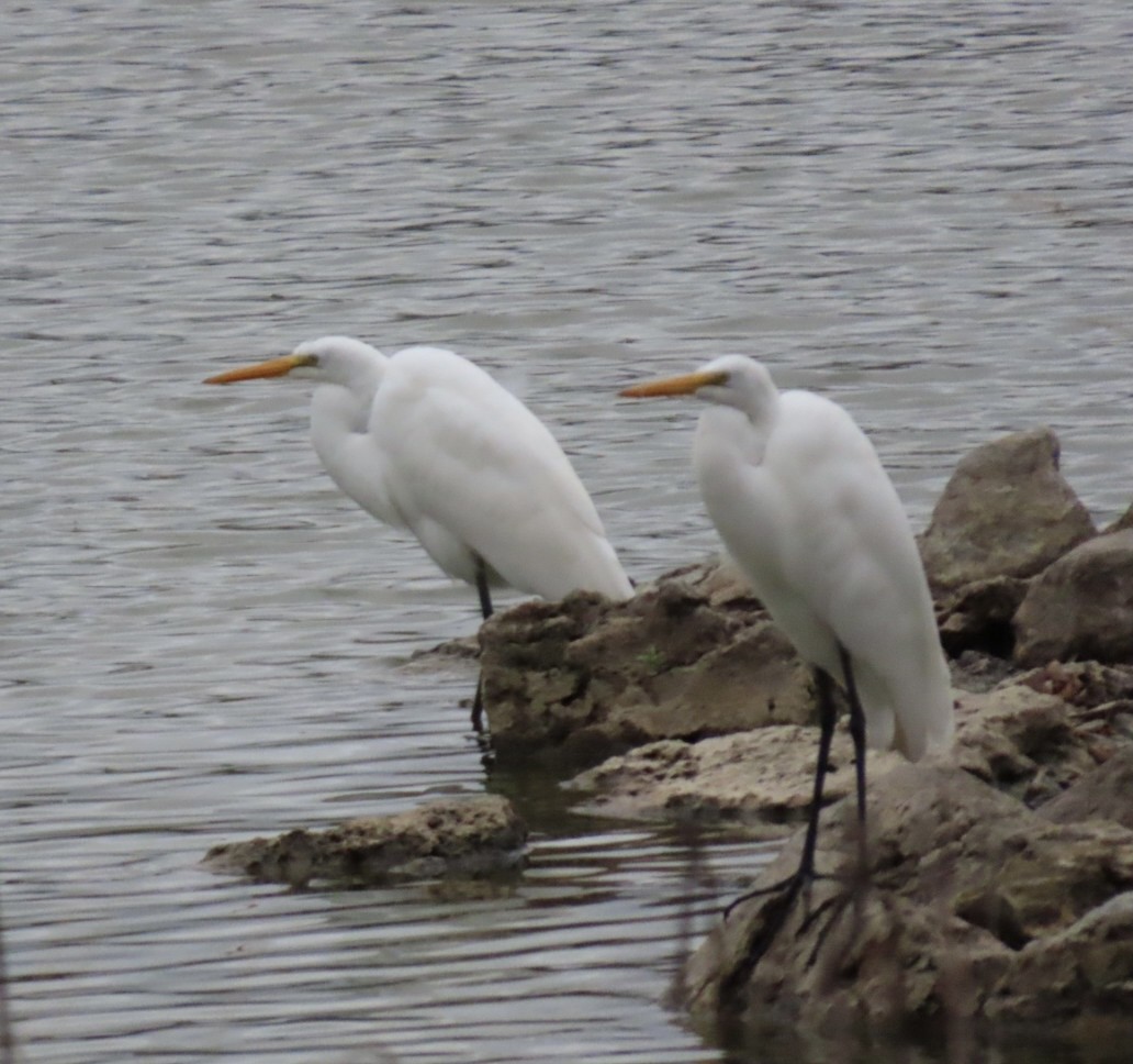 Great Egret - ML624032030