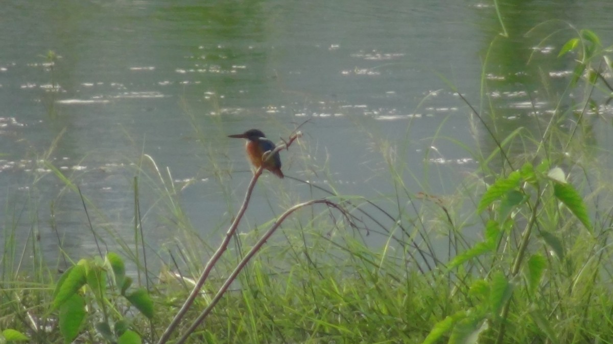 Common Kingfisher - ML624032034