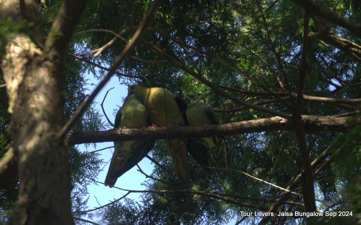 Wedge-tailed Green-Pigeon - ML624032038