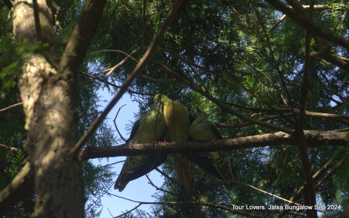 Wedge-tailed Green-Pigeon - Suman Dasgupta